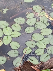 Nymphaea mexicana