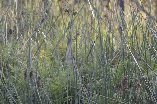 Black-backed Bittern (Botaurus dubius), photo 6