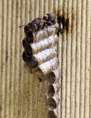 Ropalidia revolutionalis