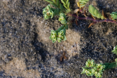 Euphorbia mesembryanthemifolia