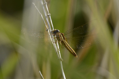 Crocothemis nigrifrons