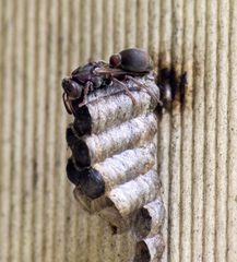 Ropalidia revolutionalis