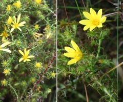 Cullumia setosa microcephala