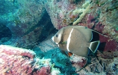 Pomacanthus arcuatus