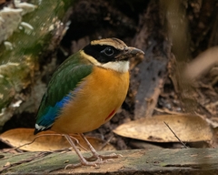 Pitta moluccensis