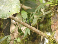 Urosticte benjamini