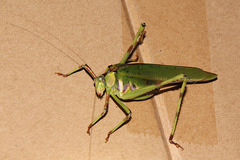 Ephippitytha trigintiduoguttata