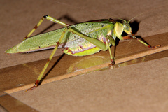 Ephippitytha trigintiduoguttata