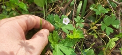 Geranium homeanum