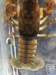 Cambarus andersoni