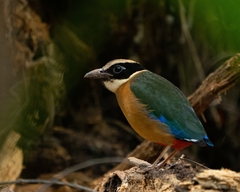 Pitta moluccensis