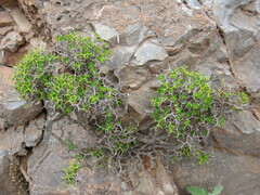 Euphorbia acanthothamnos