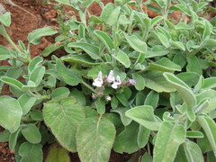 Salvia fruticosa