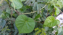Ipomoea indica