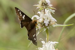 Apyrrothrix araxes