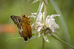 Apyrrothrix araxes