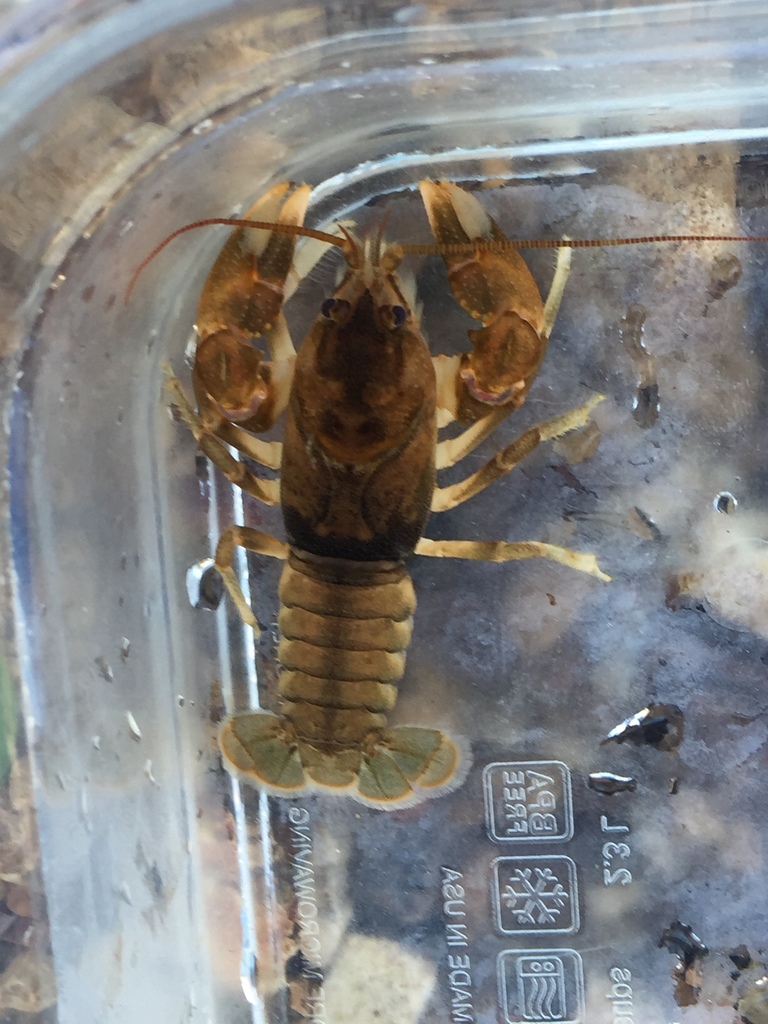 Florence Crayfish (crayfishes Of Alabama) · Inaturalist