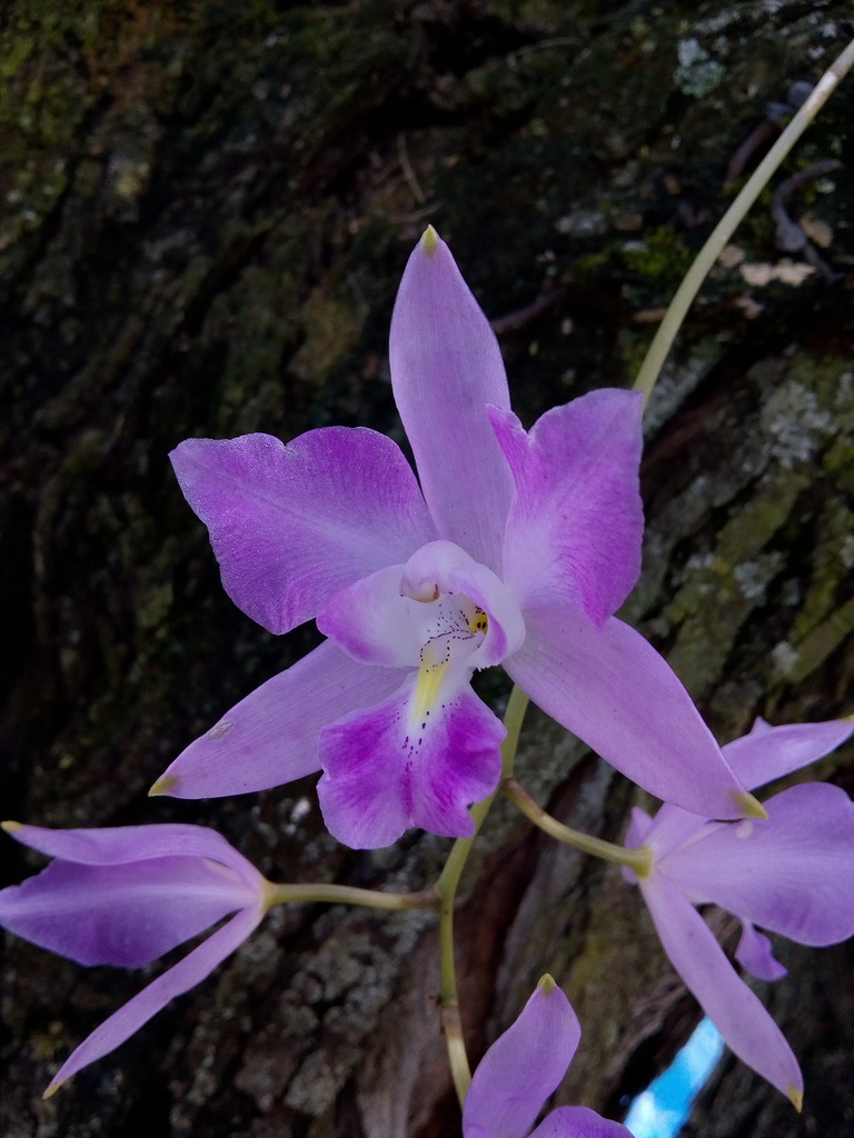 Laelia eyermaniana