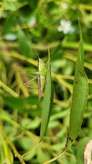 Conocephalus maculatus