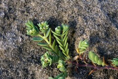 Euphorbia mesembryanthemifolia