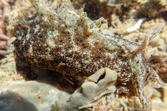 Aplysia oculifera