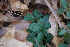 Potentilla canadensis