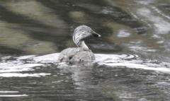 Poliocephalus poliocephalus