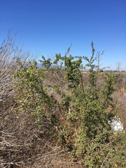 Forestiera pubescens pubescens