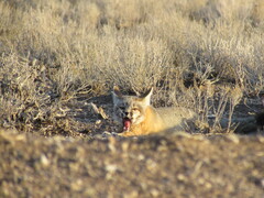 Vulpes macrotis