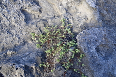 Euphorbia mesembryanthemifolia