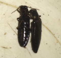 Phanophorus perspicax