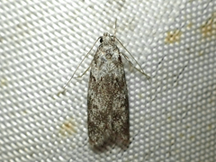 Izatha convulsella