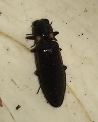 Phanophorus perspicax