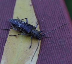Phacodes