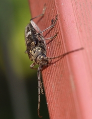 Phacodes