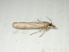 Eudonia leptalaea