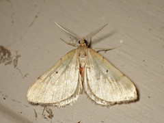 Asaphodes oraria