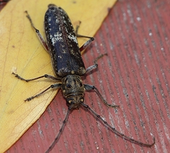 Phacodes