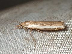 Orocrambus