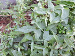 Aristolochia pentandra