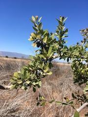 Forestiera pubescens pubescens