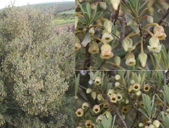 Diospyros ramulosa