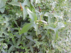Aristolochia pentandra