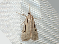 Scoparia rotuella