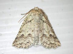 Declana niveata