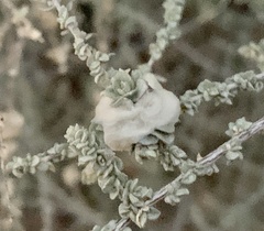 Asphondylia floccosa