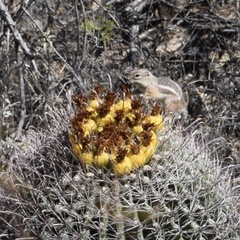 Ammospermophilus harrisii