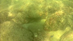 Stegastes acapulcoensis