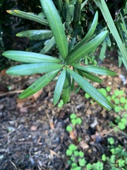 Podocarpus