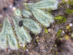 Riccia trichocarpa
